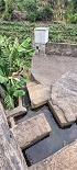Plants: image 60 Of 208 Thumb